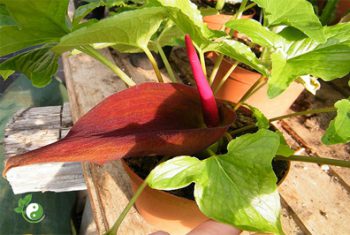 Bán hạ – Vị thuốc trị ho