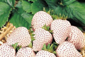 7 lợi ích sức khỏe ‘thần kỳ’ của dâu tây trắng