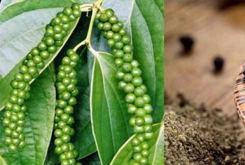 Gia vị dùng hàng ngày và lợi ích tuyệt vời