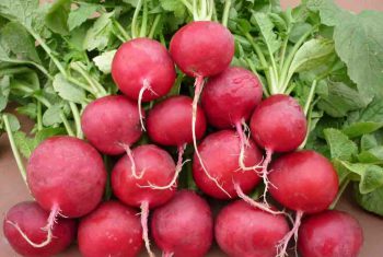 Củ dền đỏ tiềm tàng bao điều kỳ diệu