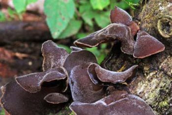 Đông y hỗ trợ điều trị bệnh mạch vành