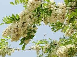 Chữa đau đầu khi thay đổi thời tiết với cây hoa hòe