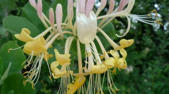 Bài thuốc trị viêm họng