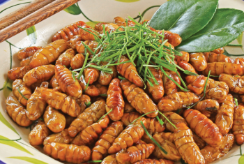 Thuốc từ con nhộng