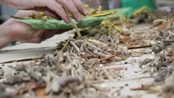 Bài thuốc chữa bệnh đái tháo đường