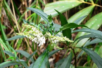 Viễn chí trị suy nhược thần kinh, viêm phế quản mạn