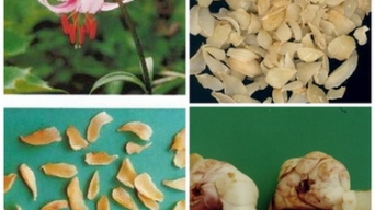 Món ăn – bài thuốc bổ phổi