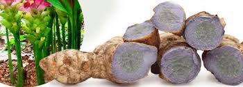 Nghệ đen – Thuốc quý bổ khí huyết
