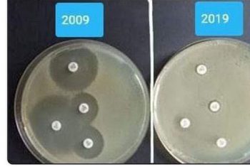 “Thử thách 10 năm” cho thấy vi khuẩn đã không còn đáp ứng với thuốc như trước