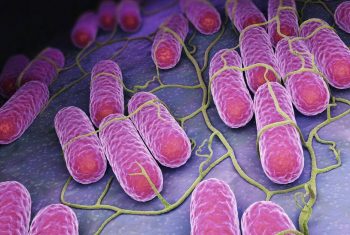 Vi khuẩn Salmonella và những điều có thể bạn chưa biết?!