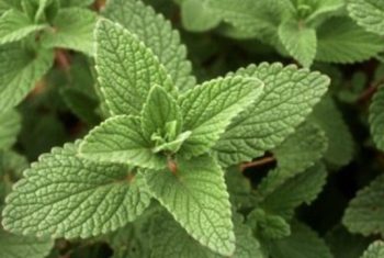 Trẻ bị ho: Mẹo dân gian giúp trị ho dứt điểm