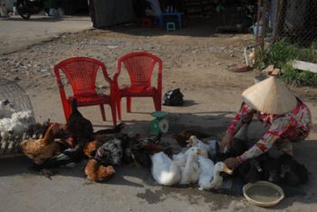Cúm H5N1 “nở rộ”, chợ gà vịt lộ thiên vẫn ngang nhiên hoạt động