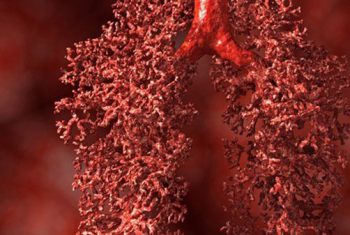 6 điều thú vị về phổi không phải ai cũng biết