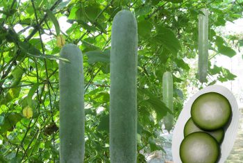 TỰ CHỮA BỆNH BẲNG BÍ ĐAO