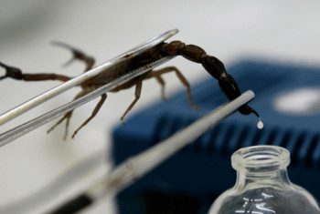 Từ nọc độc thành thuốc chữa bệnh