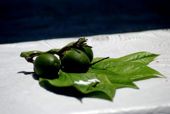 Ăn trầu – Thủ phạm gây ung thư