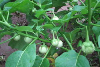 Cà pháo có thể gây ngộ độc