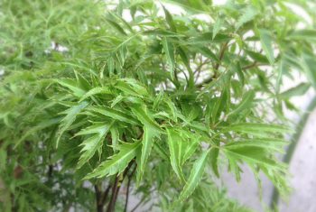 Cảnh báo tình trạng thuốc y học cổ truyền có chứa corticoid