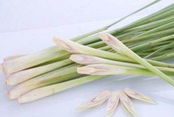 Cây sả – Vị thuốc trị cảm lạnh