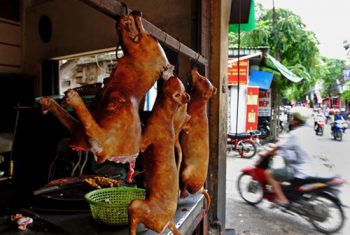 Báo Mỹ mô tả thủ đoạn trộm chó ở Việt Nam