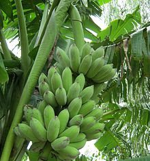 Lợi ích sức khỏe của hoa chuối