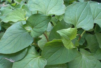 Vì sao ngải cứu, rau má, rau răm có thể gây họa?