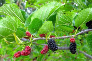 Cây dâu – Cây thuốc quanh ta