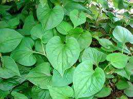 Trị ho dứt điểm với 6 loại lá