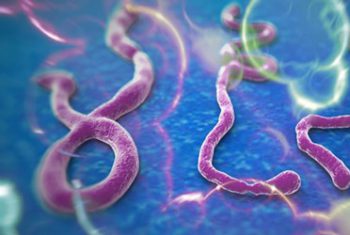 Tìm ra bệnh nhân nhiễm Ebola đầu tiên