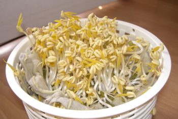 Giá đỗ nhìn càng đẹp, càng đáng sợ!
