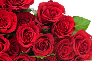 Hồng hoa – Vị thuốc quý