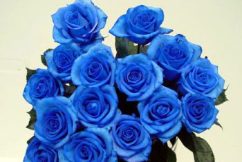 Valentine xa xỉ, hoa hồng xanh 4 triệu đồng/bó gây sốt