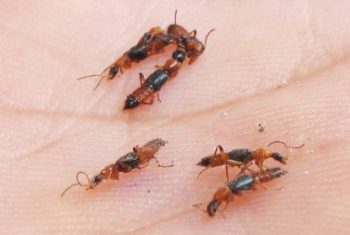 Làm gì khi bị côn trùng đốt?