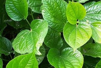 Lá lốt chữa bệnh