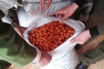 Bắt giữ gần 20 tấn mì chính, ô mai Trung Quốc
