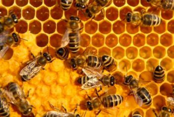 Mật ong – Quà tặng từ thiên nhiên