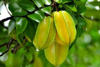 Khế chữa nhiều bệnh