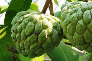 Lợi ích tuyệt vời từ trái na