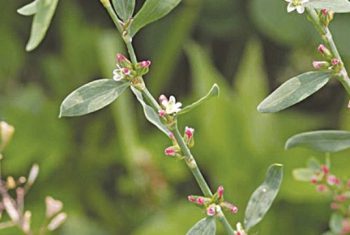 Rau đắng – Vị thuốc phòng và trị nhiều bệnh