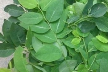 Sai lầm cần tránh khi ăn rau ngót