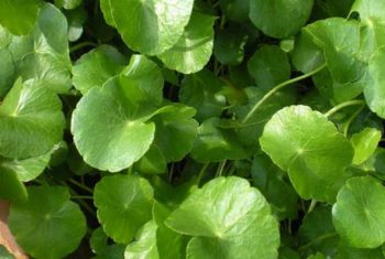 Trị cảm nắng, cảm nóng bằng thuốc dân gian